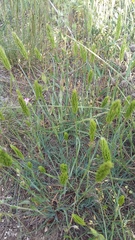 Ranunculus illyricus