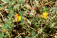 Acmispon decumbens decumbens