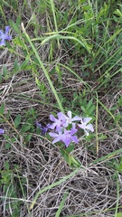 Vinca herbacea