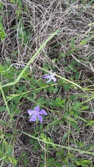 Vinca herbacea