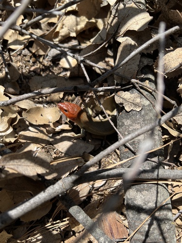 iNaturalist observation photo of Gilbert's Skink