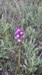 Anacamptis morio caucasica