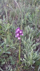 Anacamptis morio caucasica