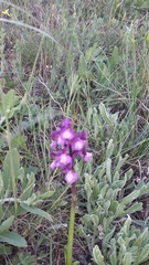 Anacamptis morio caucasica