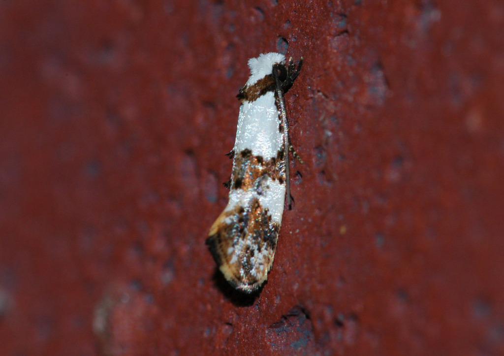 Blotched Monopis Moth
