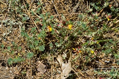 Acmispon decumbens decumbens