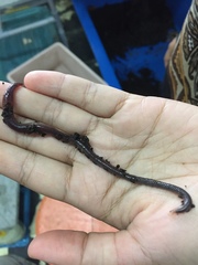 Eudrilus eugeniae