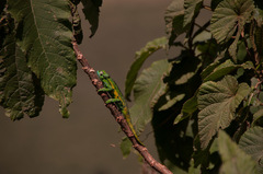 Trioceros sternfeldi