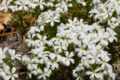 Polemoniaceae