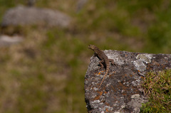 Stenocercus crassicaudatus
