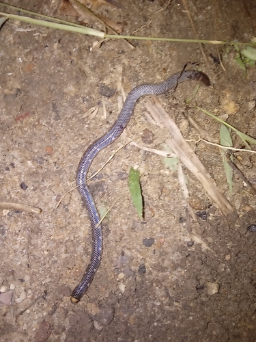 Photo of a Trevelyan's Earth Snake (Rhinophis homolepis)
