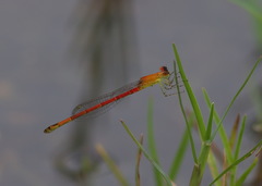 Agriocnemis minima