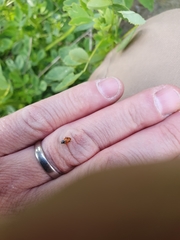 Hippodamia variegata