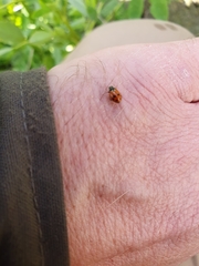 Hippodamia variegata