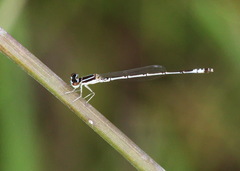 Agriocnemis nana