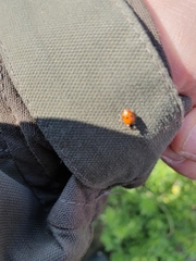 Hippodamia variegata