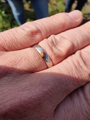 Hippodamia variegata