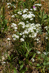 Polemoniaceae