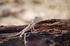 Agama anchietae