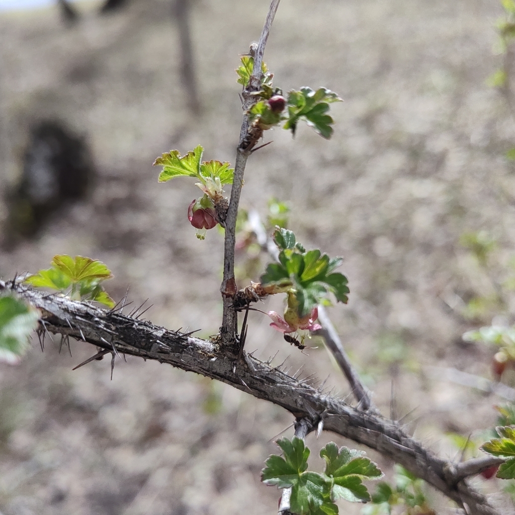 Ribes aciculare (Ribes aciculare)