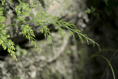 Image of Onychium japonicum by (c) Licheng Shih, some rights reserved (CC BY)