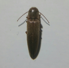Synaptus filiformis