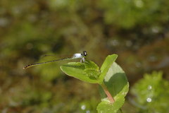 Agriocnemis femina oryzae