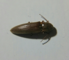 Synaptus filiformis