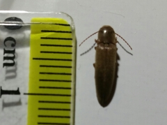 Synaptus filiformis