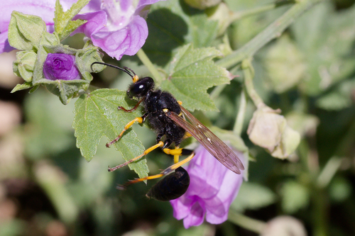 Sceliphron destillatorium nuotrauka