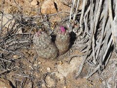 Escobaria alversonii