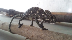 Chamaeleo zeylanicus