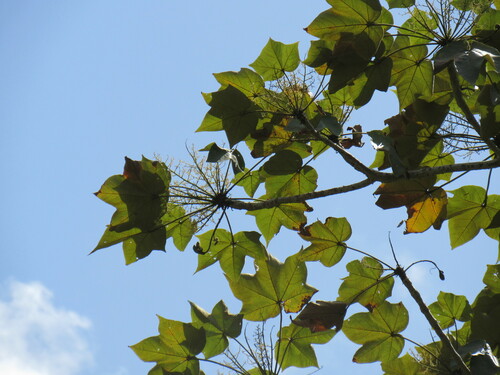Image of Sterculia quinqueloba by (c) Mahomed Desai, some rights reserved (CC BY)
