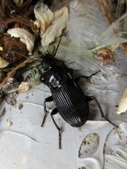 Abax carinatus