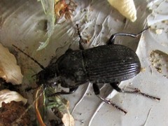 Abax carinatus
