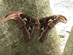 Attacus atlas formosanus