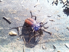 Carabus schoenherri
