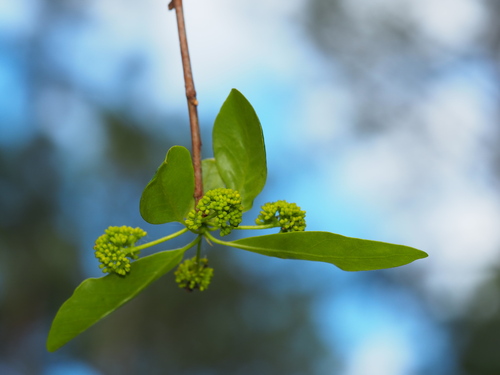 Swamp tupelo (Nyssa biflora)