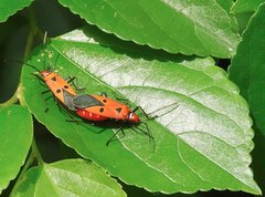 Dysdercus cingulatus