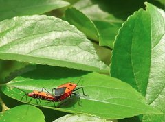 Dysdercus cingulatus