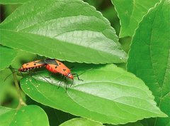 Dysdercus cingulatus