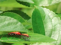 Dysdercus cingulatus