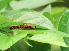 Dysdercus cingulatus