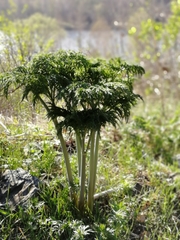 Ferula songarica