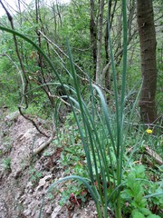 Allium schoenoprasum