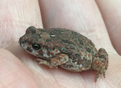 Poyntonophrynus fenoulheti