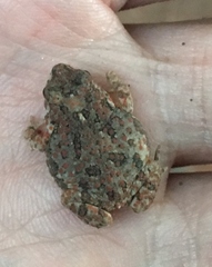 Poyntonophrynus fenoulheti