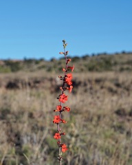 (c) Andrew Tree, some rights reserved (CC BY) Penstemon superbus, photograph (c) Andrew Tree, some rights reserved (CC BY)