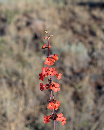 Penstemon superbus, photograph 6