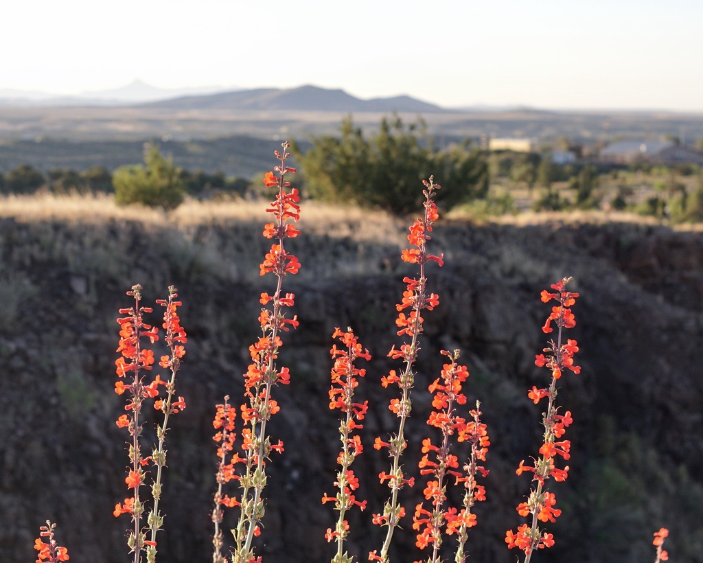 Penstemon superbus; photograph (c) Andrew Tree, some rights reserved (CC BY)